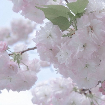 Furry绘画构图技巧福瑞交流群